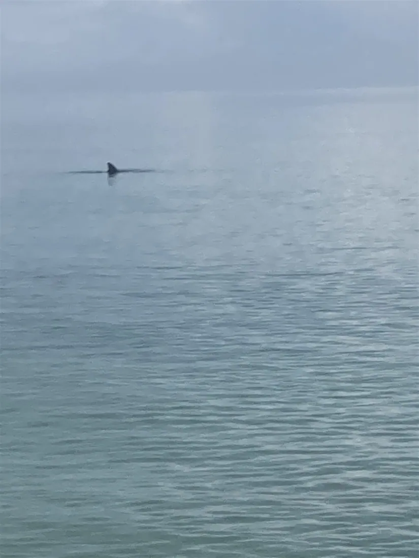 A fin breaking flat grey water offshore
