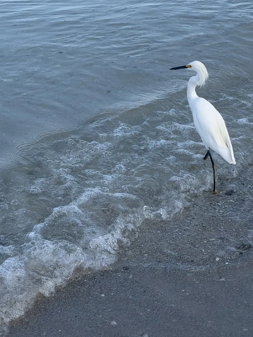 An egret at the water's edge
